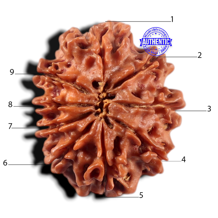 9 Mukhi Nepalese Rudraksha - Bead No. 472