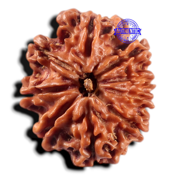 9 Mukhi Nepalese Rudraksha - Bead No. 472
