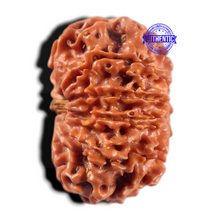 Load image into Gallery viewer, 9 Mukhi Nepalese Rudraksha - Bead No. 472
