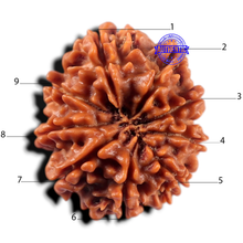 Load image into Gallery viewer, 9 Mukhi Nepalese Rudraksha - Bead No. 473

