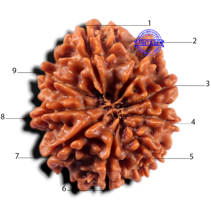 9 Mukhi Nepalese Rudraksha - Bead No. 473