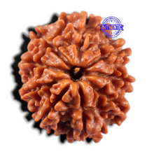 Load image into Gallery viewer, 9 Mukhi Nepalese Rudraksha - Bead No. 473

