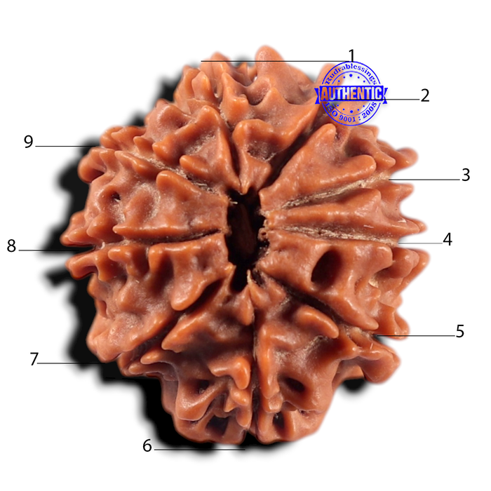 9 Mukhi Nepalese Rudraksha - Bead No. 474