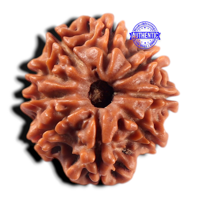 9 Mukhi Nepalese Rudraksha - Bead No. 474