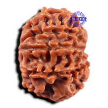 Load image into Gallery viewer, 9 Mukhi Nepalese Rudraksha - Bead No. 474
