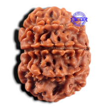 Load image into Gallery viewer, 9 Mukhi Nepalese Rudraksha - Bead No. 474
