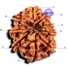 Load image into Gallery viewer, 9 Mukhi Nepalese Rudraksha - Bead No. 475
