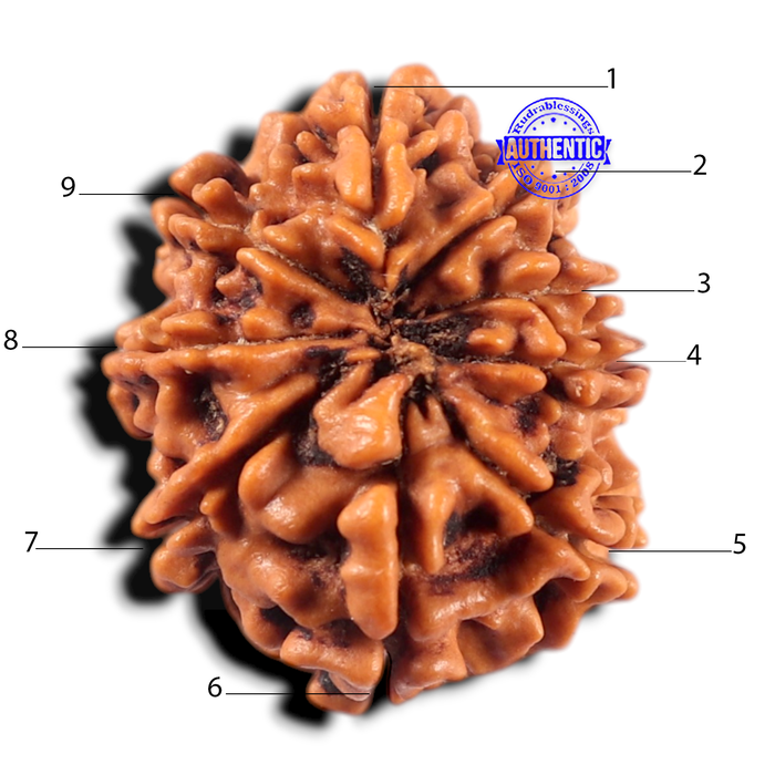 9 Mukhi Nepalese Rudraksha - Bead No. 475