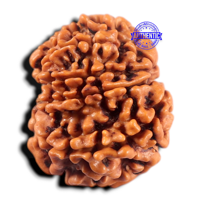 9 Mukhi Nepalese Rudraksha - Bead No. 475