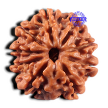Load image into Gallery viewer, 9 Mukhi Nepalese Rudraksha - Bead No. 476
