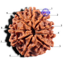 Load image into Gallery viewer, 9 Mukhi Nepalese Rudraksha - Bead No. 476
