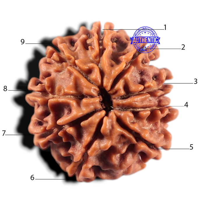 9 Mukhi Nepalese Rudraksha - Bead No. 476