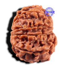 Load image into Gallery viewer, 9 Mukhi Nepalese Rudraksha - Bead No. 476
