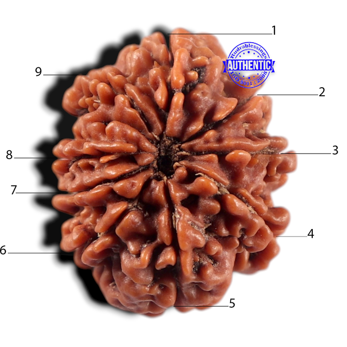 9 Mukhi Nepalese Rudraksha - Bead No. 477