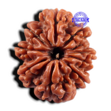 Load image into Gallery viewer, 9 Mukhi Nepalese Rudraksha - Bead No. 477
