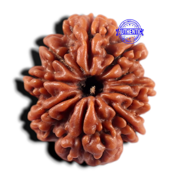 9 Mukhi Nepalese Rudraksha - Bead No. 477