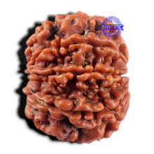 Load image into Gallery viewer, 9 Mukhi Nepalese Rudraksha - Bead No. 477
