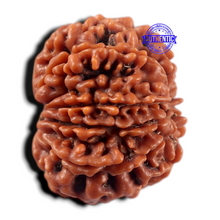 Load image into Gallery viewer, 9 Mukhi Nepalese Rudraksha - Bead No. 477
