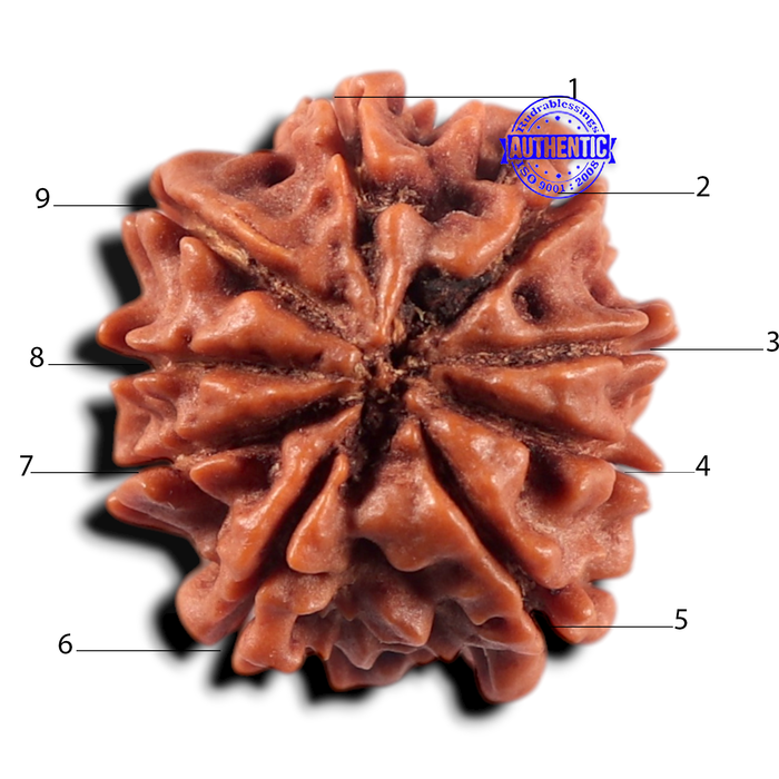 9 Mukhi Nepalese Rudraksha - Bead No. 478