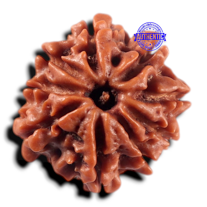 9 Mukhi Nepalese Rudraksha - Bead No. 478