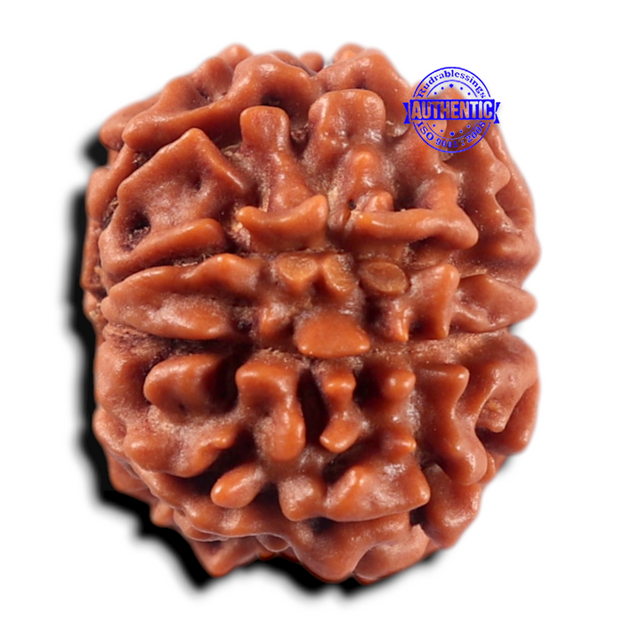 9 Mukhi Nepalese Rudraksha - Bead No. 478