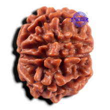 Load image into Gallery viewer, 9 Mukhi Nepalese Rudraksha - Bead No. 478
