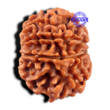 Load image into Gallery viewer, 9 Mukhi Nepalese Rudraksha - Bead No. 479
