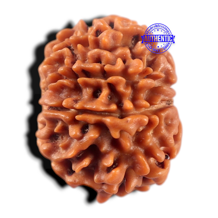 9 Mukhi Nepalese Rudraksha - Bead No. 479