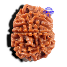 Load image into Gallery viewer, 9 Mukhi Nepalese Rudraksha - Bead No. 479
