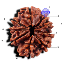 Load image into Gallery viewer, 9 Mukhi Nepalese Rudraksha - Bead No. 480
