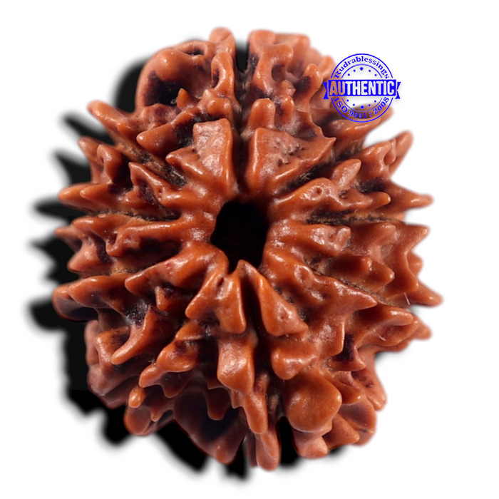 9 Mukhi Nepalese Rudraksha - Bead No. 480