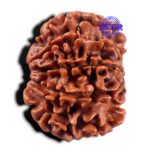 Load image into Gallery viewer, 9 Mukhi Nepalese Rudraksha - Bead No. 480
