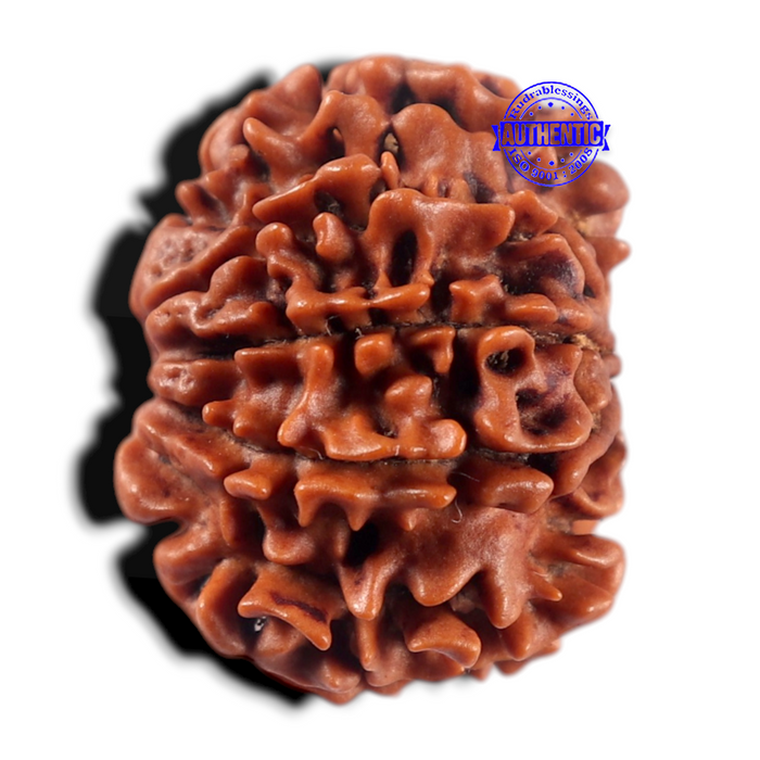 9 Mukhi Nepalese Rudraksha - Bead No. 480