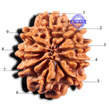Load image into Gallery viewer, 9 Mukhi Nepalese Rudraksha - Bead No. 481
