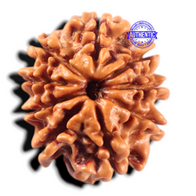 Load image into Gallery viewer, 9 Mukhi Nepalese Rudraksha - Bead No. 481
