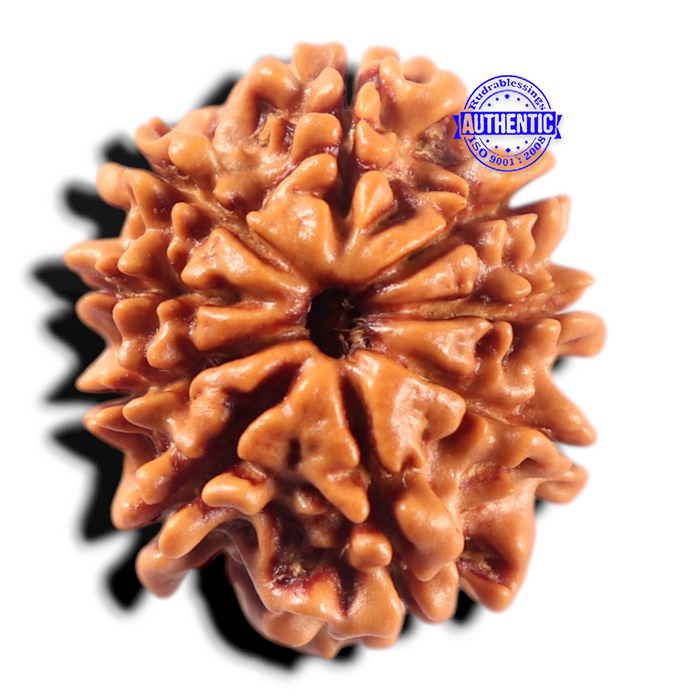 9 Mukhi Nepalese Rudraksha - Bead No. 481