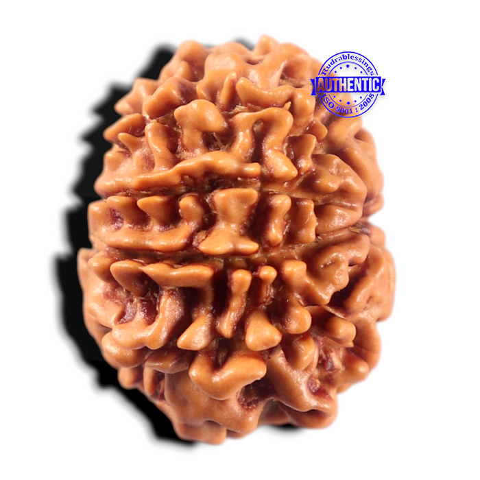 9 Mukhi Nepalese Rudraksha - Bead No. 481