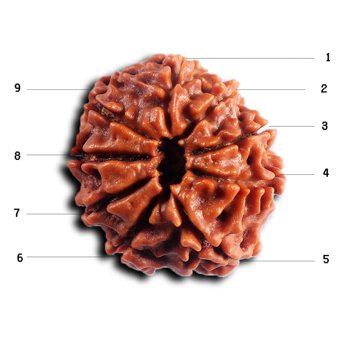 9 Mukhi Nepalese Rudraksha - Bead No. 430