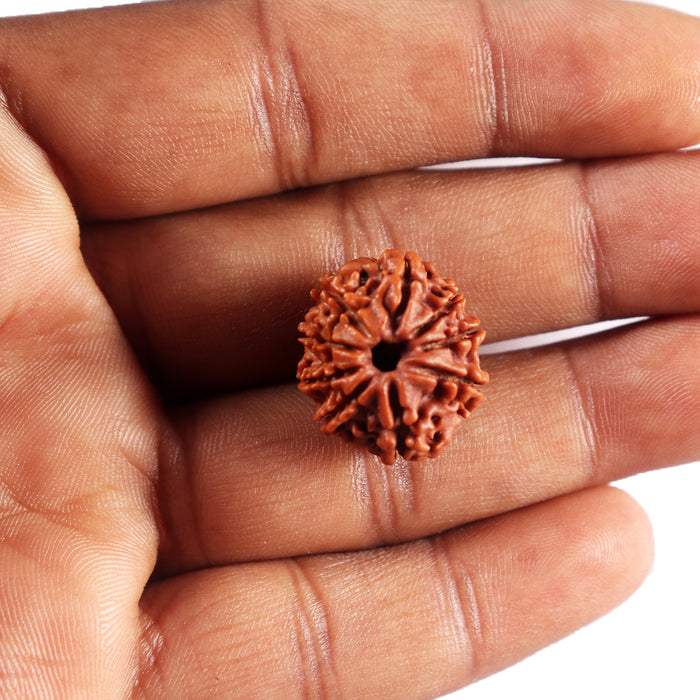 9 Mukhi Nepalese Rudraksha - Bead No. 430