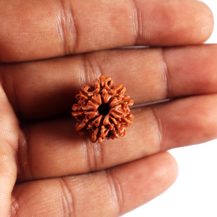 9 Mukhi Nepalese Rudraksha - Bead No. 431
