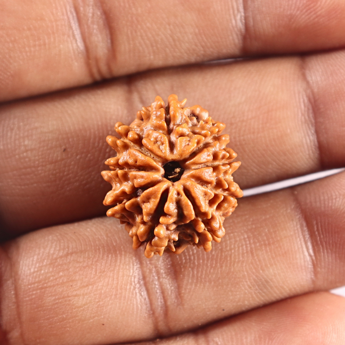 9 Mukhi Nepalese Rudraksha - Bead No. 451