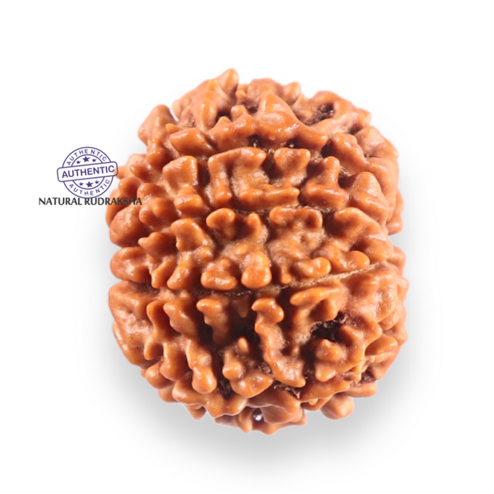 9 Mukhi Nepalese Rudraksha - Bead No. 451