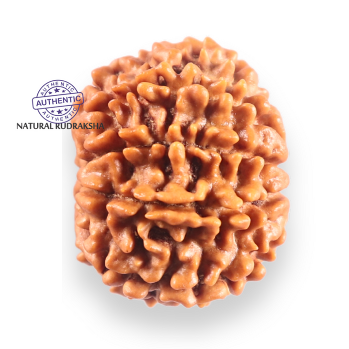 9 Mukhi Nepalese Rudraksha - Bead No. 451