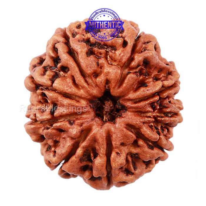9 Mukhi Nepalese Rudraksha - Bead No. 128
