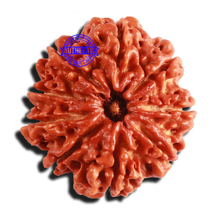 9 Mukhi Nepalese rudraksha - Bead No. 309