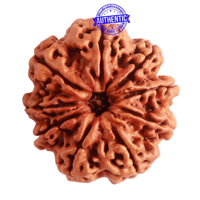 9 Mukhi Nepalese Rudraksha - Bead No. 320