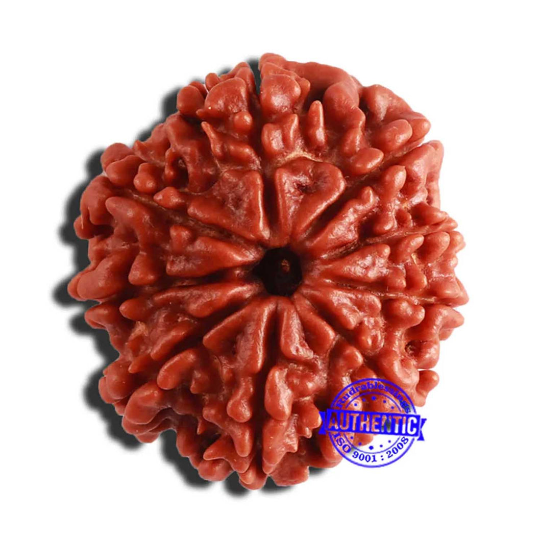 9 Mukhi Nepalese Rudraksha - Bead No. 356