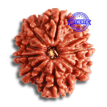 Load image into Gallery viewer, 9 Mukhi Nepalese Rudraksha - Bead No 364
