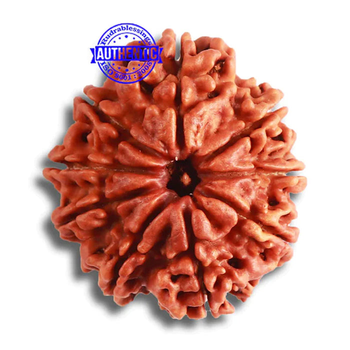 9 Mukhi Nepalese Rudraksha - Bead No. 372