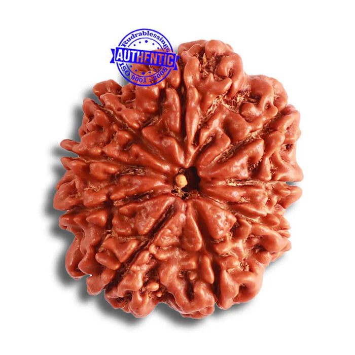9 Mukhi Nepalese Rudraksha - Bead No. 373